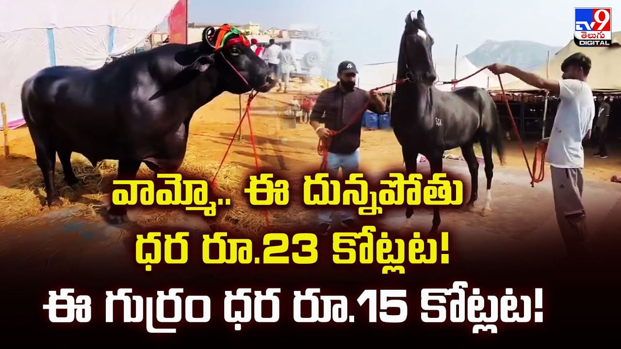 వామ్మో.. ఈ దున్నపోతు ధర రూ.23 కోట్లట !! ఈ గుర్రం ధర రూ.15 కోట్లట