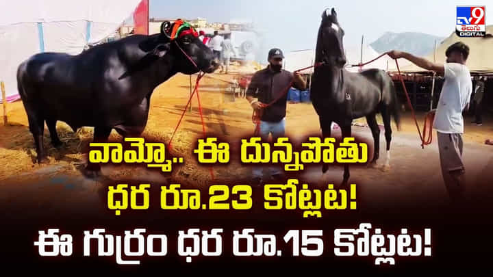 వామ్మో.. ఈ దున్నపోతు ధర రూ.23 కోట్లట !! ఈ గుర్రం ధర రూ.15 కోట్లట వామ్మో.. ఈ దున్నపోతు ధర రూ.23 కోట్లట !! ఈ గుర్రం ధర రూ.15 కోట్లట