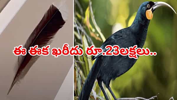 వార్నీ.. ఈ ఈక ఖరీదు రూ.23లక్షలు.. ఒక్కటి దొరికినా దశ తిరిగినట్టే..!