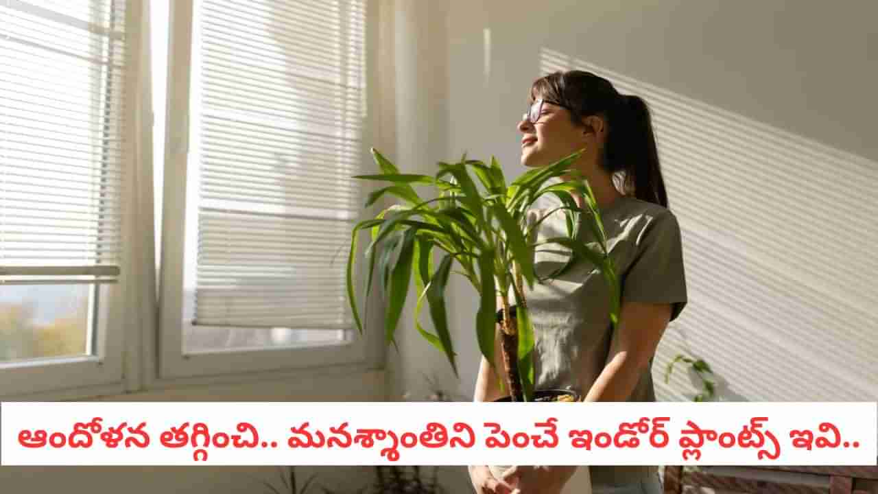 Indoor Plants: మొక్కే కదా అనుకోకండి.. ఇవి ఇంట్లో ఉంటే మీకు డాక్టర్తో పనిలేదు..