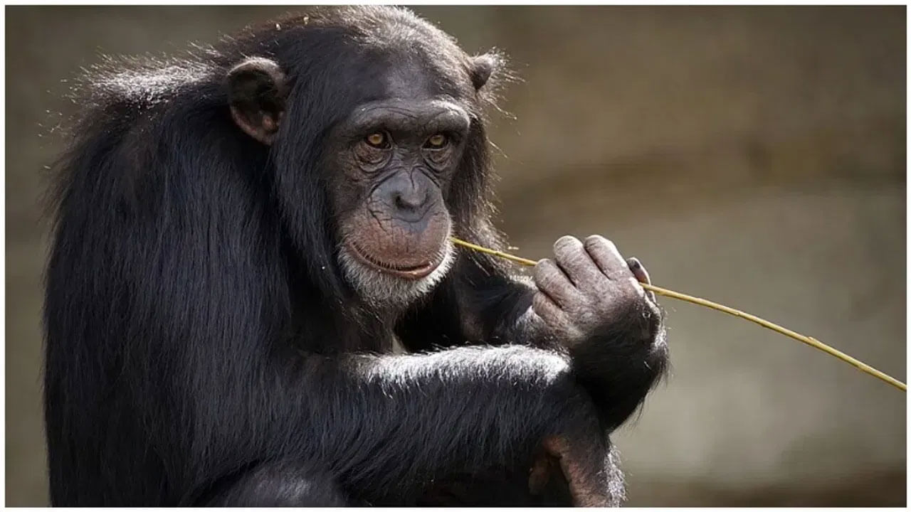 Intelligent Animal 2