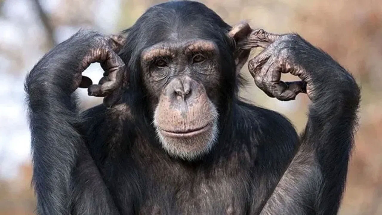 Intelligent Animal 3