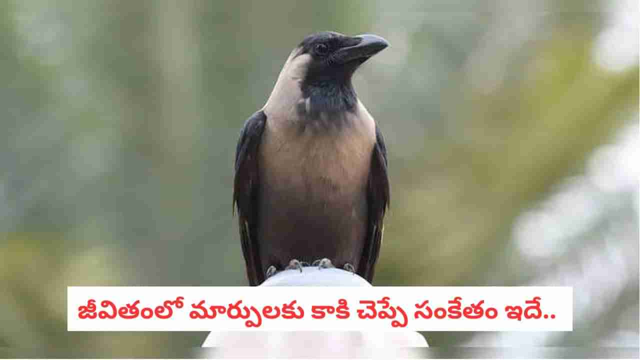 Crow Omens: మీ బాల్కనీలో కాకులు ఎక్కువగా అరుస్తున్నాయా?.. ఈ ఒక్కపని చేస్తే డబ్బే డబ్బు