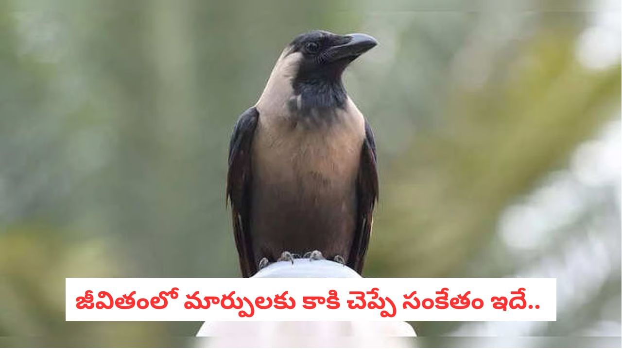 Crow Omens: మీ బాల్కనీలో కాకులు ఎక్కువగా అరుస్తున్నాయా?.. ఈ ఒక్కపని చేస్తే డబ్బే డబ్బు