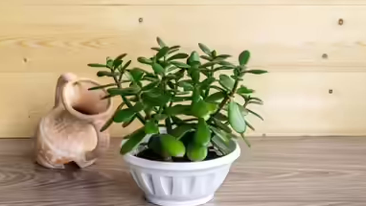 వాస్తు సూత్రాల ప్రకారం ఇల్లు లేదా కార్యాలయ ప్రవేశ ద్వారం దగ్గర జాడే మొక్కను ఉంచడం వల్ల అదృష్టం, సానుకూల వైబ్‌లు వస్తాయి. ఇది సానుకూల సంబంధాలను పెంపొందిస్తుంది. ప్రశాంతమైన వాతావరణాన్ని సృష్టించడంలో సహాయపడుతుంది. వ్యాపార యజమానులు ఆఫీసులో  లేదా దుకాణం ప్రవేశ ద్వారం వద్ద మొక్కను ఉంచడం వల్ల కొత్త అవకాశాలు, ఆర్ధిక వృద్ధిని ప్రోత్సహిస్తుంది.

