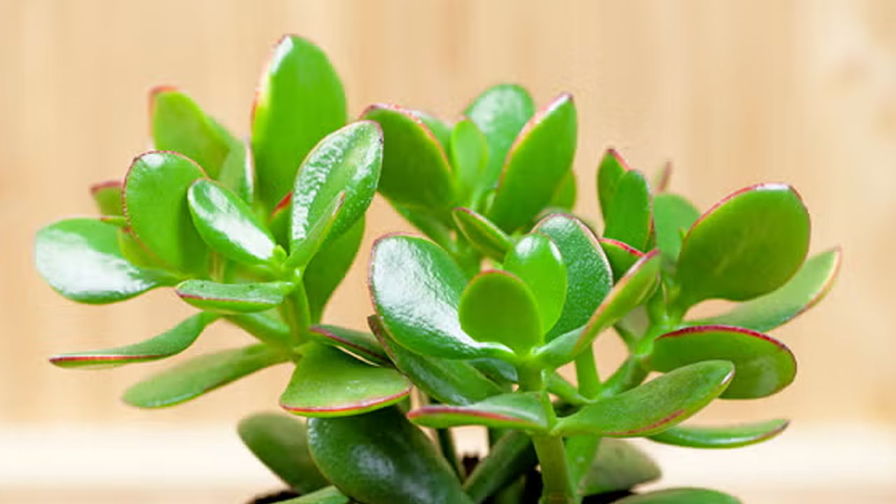 వాస్తు శాస్త్రంలో జాడే మొక్క ప్రధానంగా సంపదతో ముడిపడి ఉన్నప్పటికీ.. ఇది ఇతర ప్రయోజనాలను కూడా అందిస్తుంది. ఇది గాలి నాణ్యతను మెరుగుపరుస్తుంది. ఒత్తిడి నివారిణిగా పనిచేస్తుంది, ఆరోగ్యకరమైన, సమతుల్య వాతావరణాన్ని సృష్టిస్తుంది. దీని శక్తివంతమైన ఆకుపచ్చ రంగు మనస్సును ప్రశాంతపరుస్తుందని.. ప్రశాంతత, శాంతిని ప్రోత్సహిస్తుందని నమ్ముతారు.
