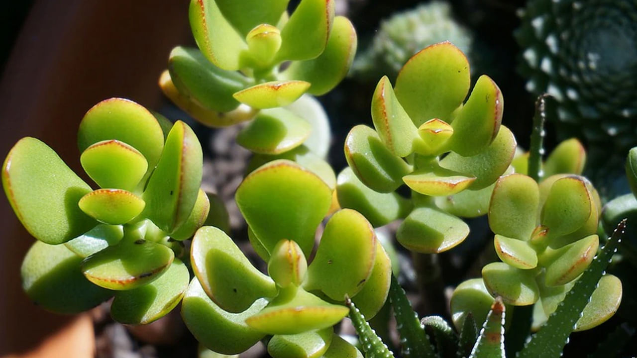 
ఇంటిలో లేదా ఆఫీసులో ఆగ్నేయ మూలలో జాడే మొక్కను ఉంచడం శుభప్రదం. ఈ దిశను శుక్రుడు పాలిస్తాడు. ఆర్థికంతో ముడిపడి ఉంటాడు. ఇక్కడ ఒక జాడే మొక్క పెట్టడం వలన శ్రేయస్సు, ఆర్థిక వృద్ధిని పెంచుతుంది. జాడే మొక్కను తూర్పున ఉంచడం వల్ల సామరస్యం, మంచి ఆరోగ్యం , బలమైన కుటుంబ బంధాలు పెంపొందుతాయి.
