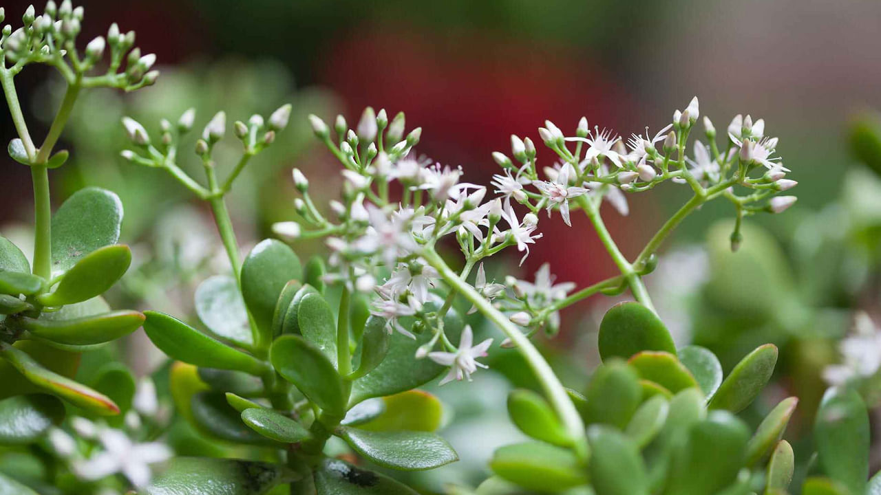 వాస్తు శాస్త్రంలోనే కాదు ఫెంగ్ షుయ్ లో కూడా జాడే మొక్కకి విశేషమైన ప్రాముఖ్యత ఉంది. ఈ మొక్కని క్రాసులా ఒవాటా అని , లక్కీ ప్లాంట్ లేదా మనీ ట్రీ అని కూడా పిలుస్తారు. ఈ ఇండోర్ ప్లాంట్ అదృష్టం, శ్రేయస్సును తెస్తుందని, సంపదను ఆకర్షించడమే కాదు ఇంట్లో సానుకూల శక్తిని కూడా తీసుకువస్తుందని నమ్ముతారు. ఈ మొక్క వైద్య గుణాలను కూడా కలిగి ఉంది. గాయాలు, కడుపు నొప్పి , మొటిమల వంటి సమస్యలకు చికిత్స చేయడానికి దీని ఆకుల సారాన్ని ఉపయోగిస్తారు. జాడే మొక్కకు సరైన జాగ్రత్తలు తీసుకుంటే చాలా సంవత్సరాలు పెరుగుతుంది. సరైన జాగ్రత్తలతో జాడే మొక్కను పెంచితే 50-70 సంవత్సరాలు లేదా అంతకంటే ఎక్కువ కాలం జీవిస్తుంది.