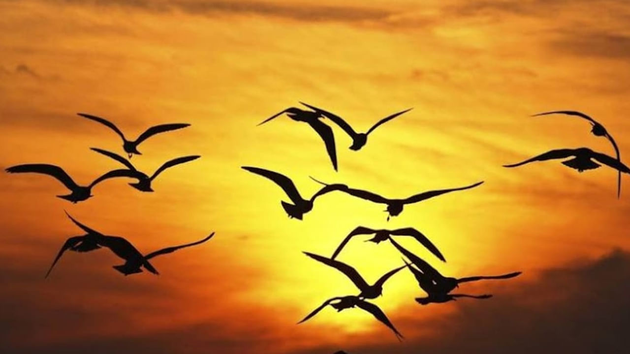  జటింగా అడవి - అస్సాం: వివరించలేని పక్షుల మరణాలకు ప్రసిద్ధి చెందిన జటింగా అడవి అతీంద్రియ విశ్వాసాలను పెంచుతుంది. స్థానికులు ఈ వింత దృగ్విషయాన్ని విరామం లేని ఆత్మలు లేదా అతీంద్రియ శక్తుల కారణంగా ఆపాదిస్తారు. 