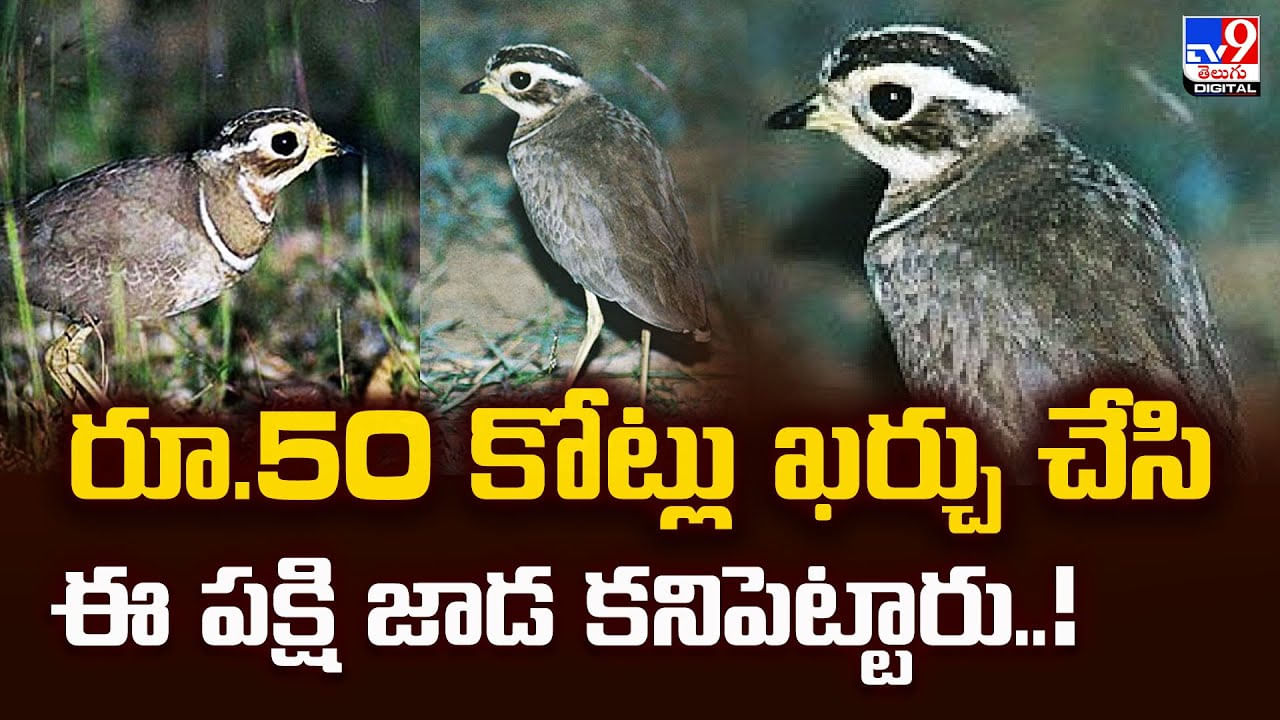 రూ.50 కోట్లు ఖర్చు చేసి ఈ పక్షి జాడ కనిపెట్టారు..!