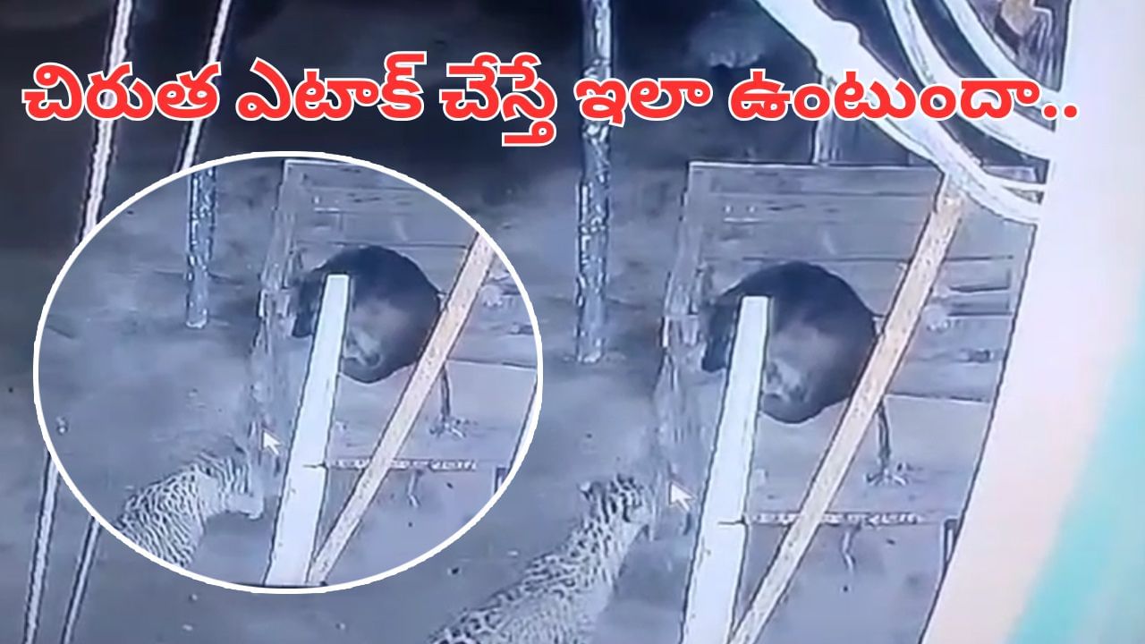 Andhra: వామ్మో.. రెప్పపాటులో ఎటాక్ చేసిన చిరుత.. వీడియో చూస్తే వణుకుపుట్టాల్సిందే..