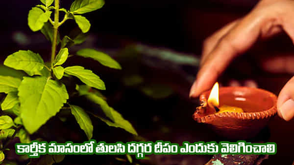 Karthika Masam: కార్తీక మాసంలో తులసి దగ్గర దీపం ఎప్పుడు వెలిగించాలి? పూజ విధానం ఏమిటంటే..