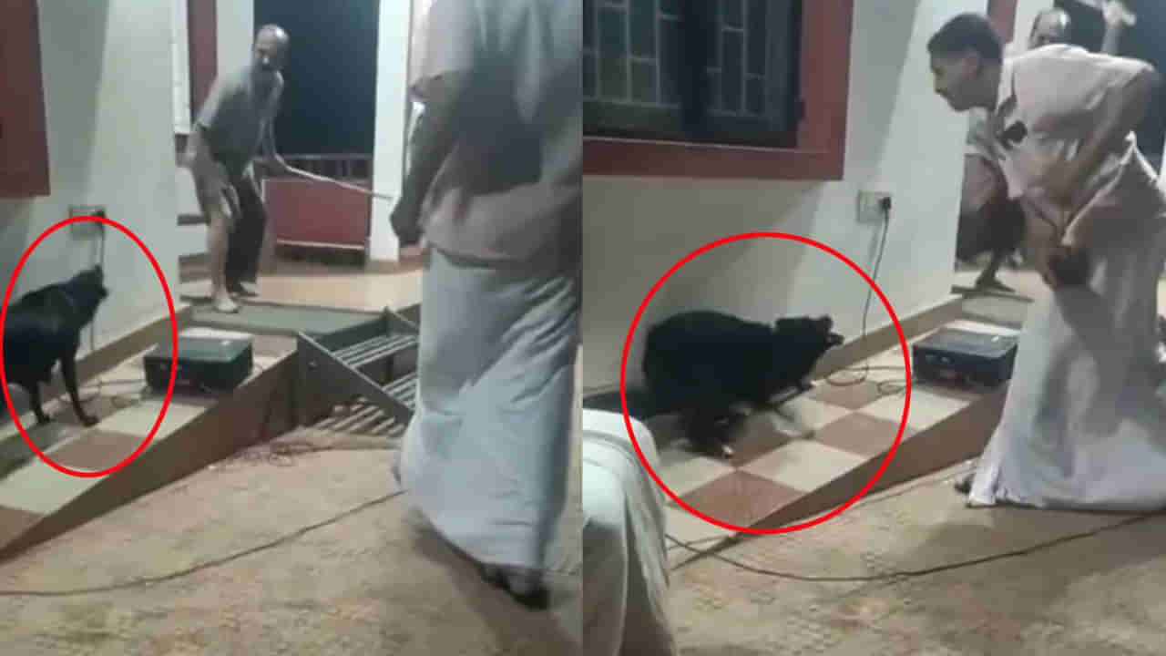 Viral Video: వీధి కుక్కల బెడదపై నాటకం ప్రదర్శన.. స్టేజ్‌పైకి నిజంగానే వచ్చి ఆర్టిస్టును కరచిన కుక్క! వీడియో