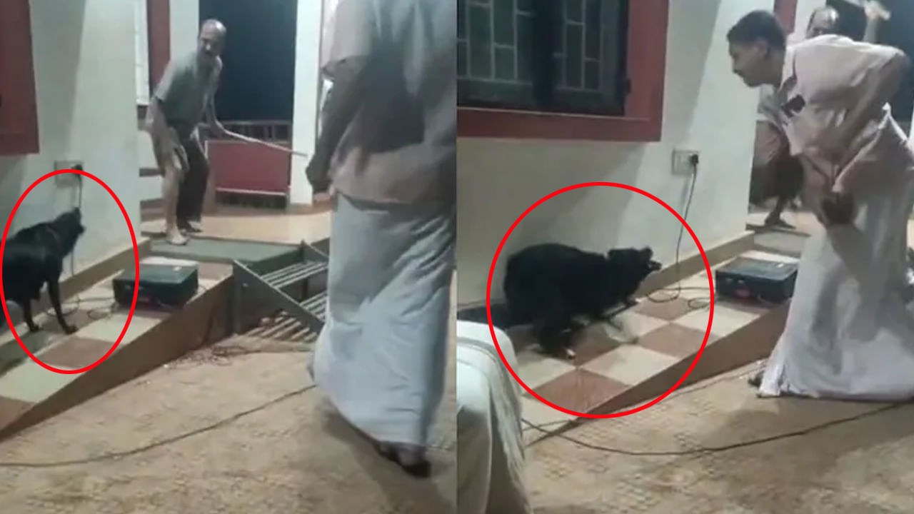 Viral Video: వీధి కుక్కల బెడదపై నాటకం ప్రదర్శన.. స్టేజ్‌పైకి నిజంగానే వచ్చి ఆర్టిస్టును కరచిన కుక్క! వీడియో