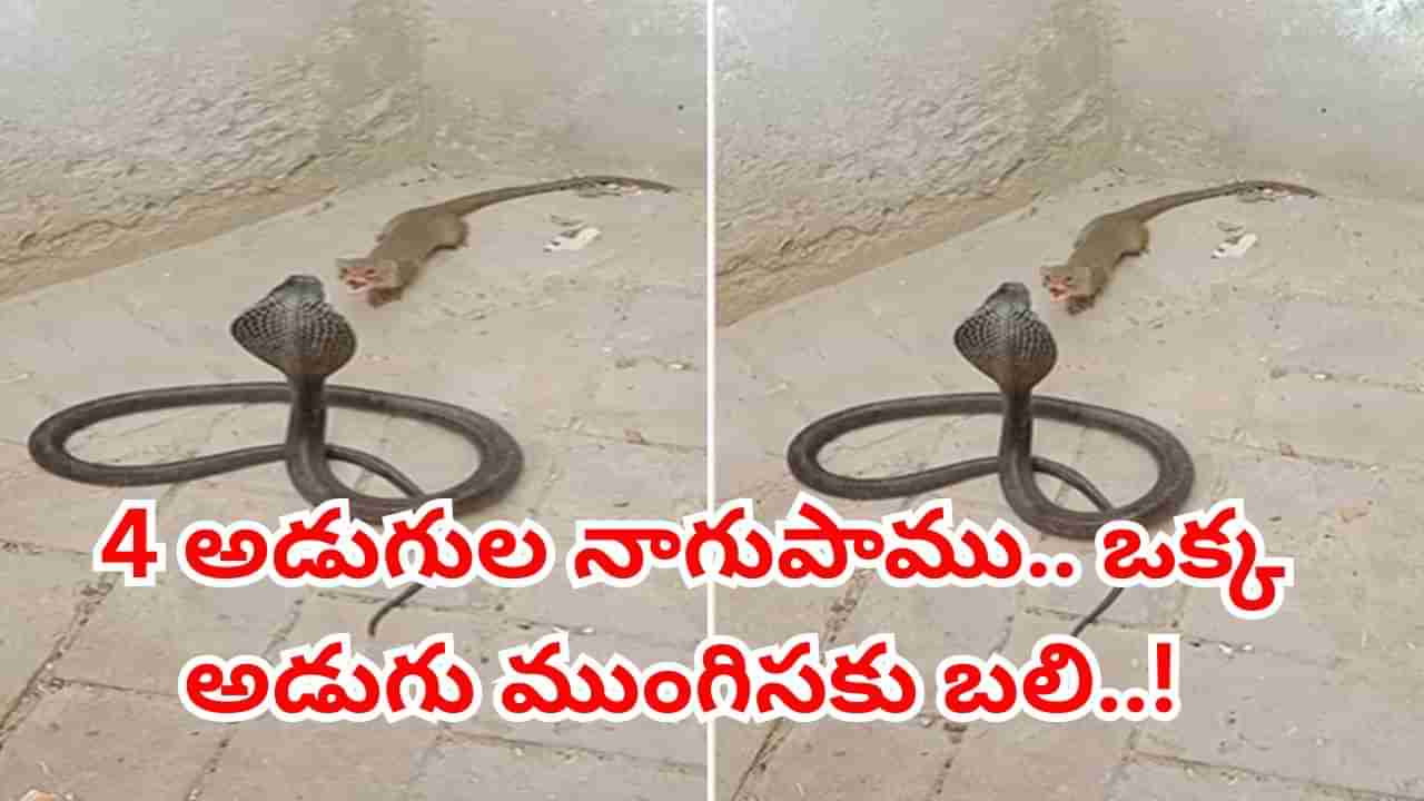 Viral Video: 4 అడుగుల నాగుపాము.. ఒక్క అడుగు ముంగిసకు బలి..! షాకింగ్‌ వీడియో వైరల్‌