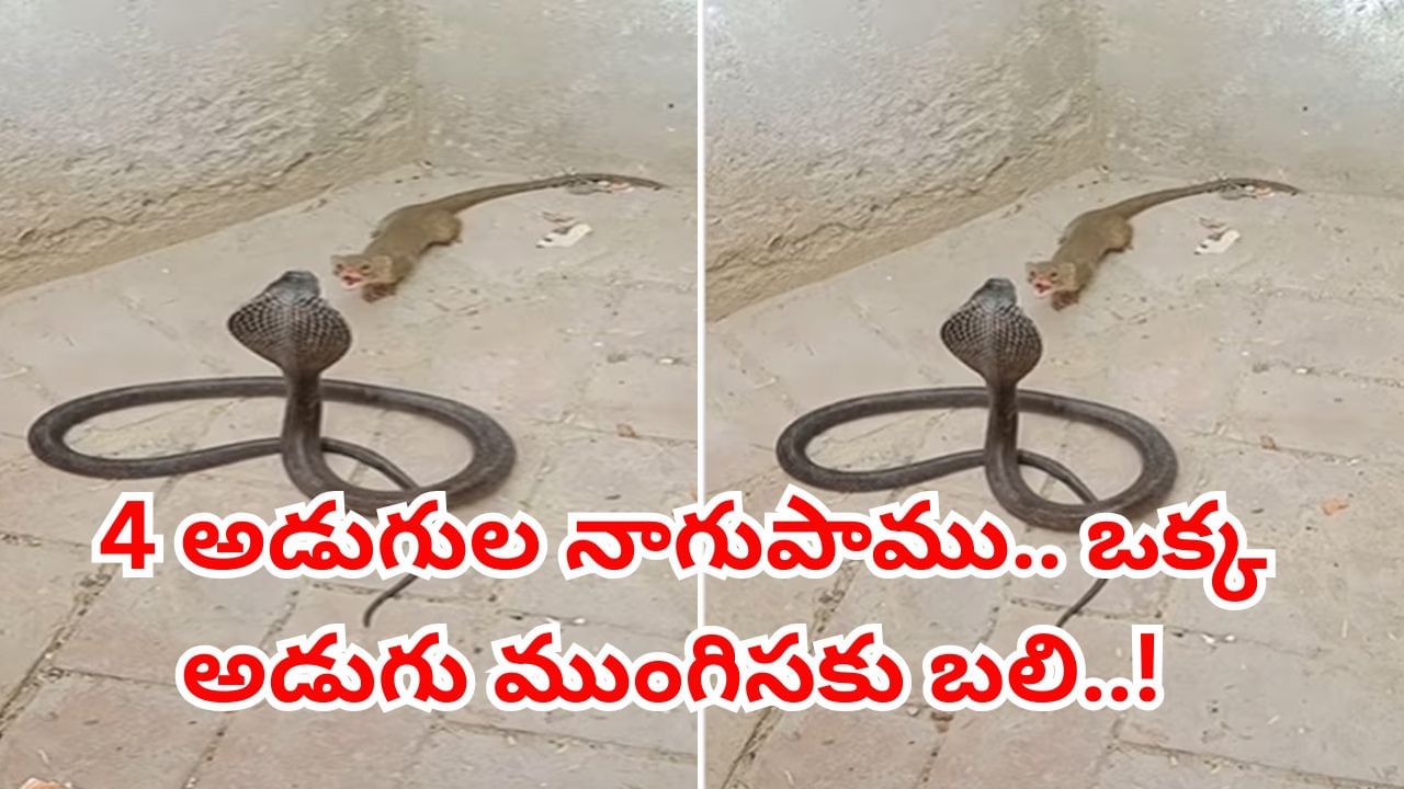 Viral Video: 4 అడుగుల నాగుపాము.. ఒక్క అడుగు ముంగిసకు బలి..! షాకింగ్‌ వీడియో వైరల్‌