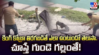 పశువులకోసం గడ్డి కోస్తున్న యువతి.. ఊహించని విధంగా