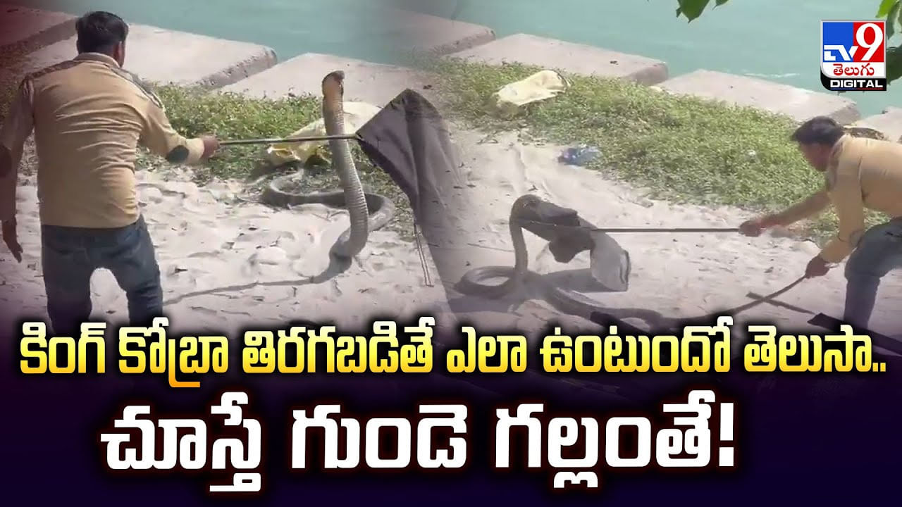 కింగ్ కోబ్రా తిరగబడితే ఎలా ఉంటుందో తెలుసా.. చూస్తే గుండె గల్లంతే