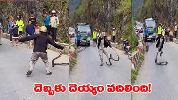 పెద్ద పోటుగాడిగా కోబ్రాను కొట్టేందుకు వచ్చాడు.. ఒక్కటి ఇవ్వగానే.. తుర్రుమంటూ..!