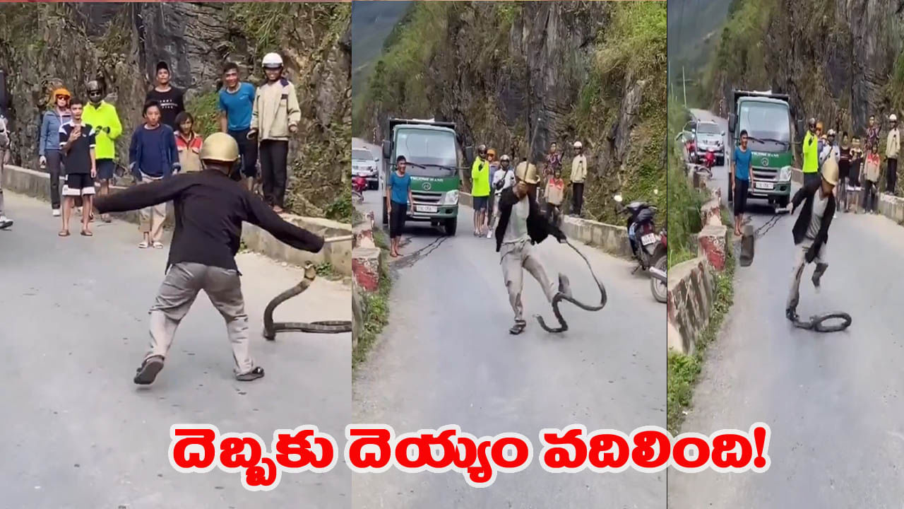 పెద్ద పోటుగాడిగా కోబ్రాను కొట్టేందుకు వచ్చాడు.. ఒక్కటి ఇవ్వగానే.. తుర్రుమంటూ..!