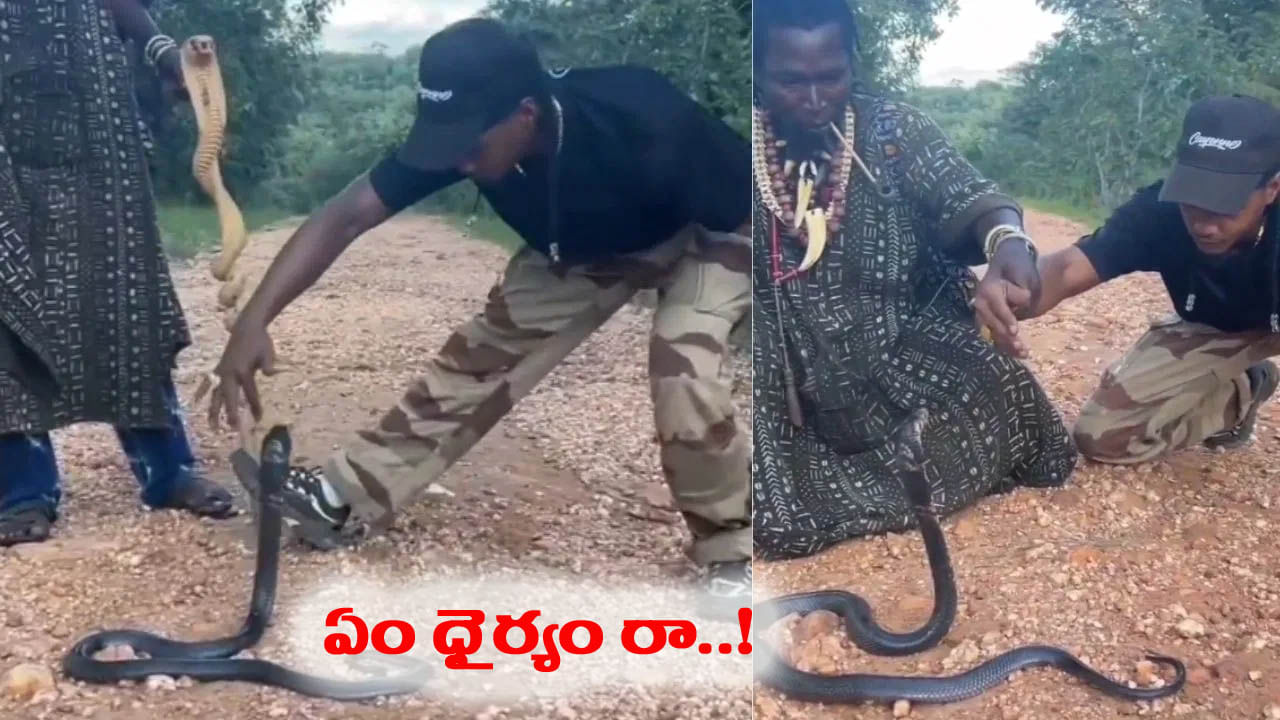 Viral Video: ఏం గుండెరా వీడిది.. కింగ్ కోబ్రాతో పరిహాసమా.. ఇంతలోనే..!