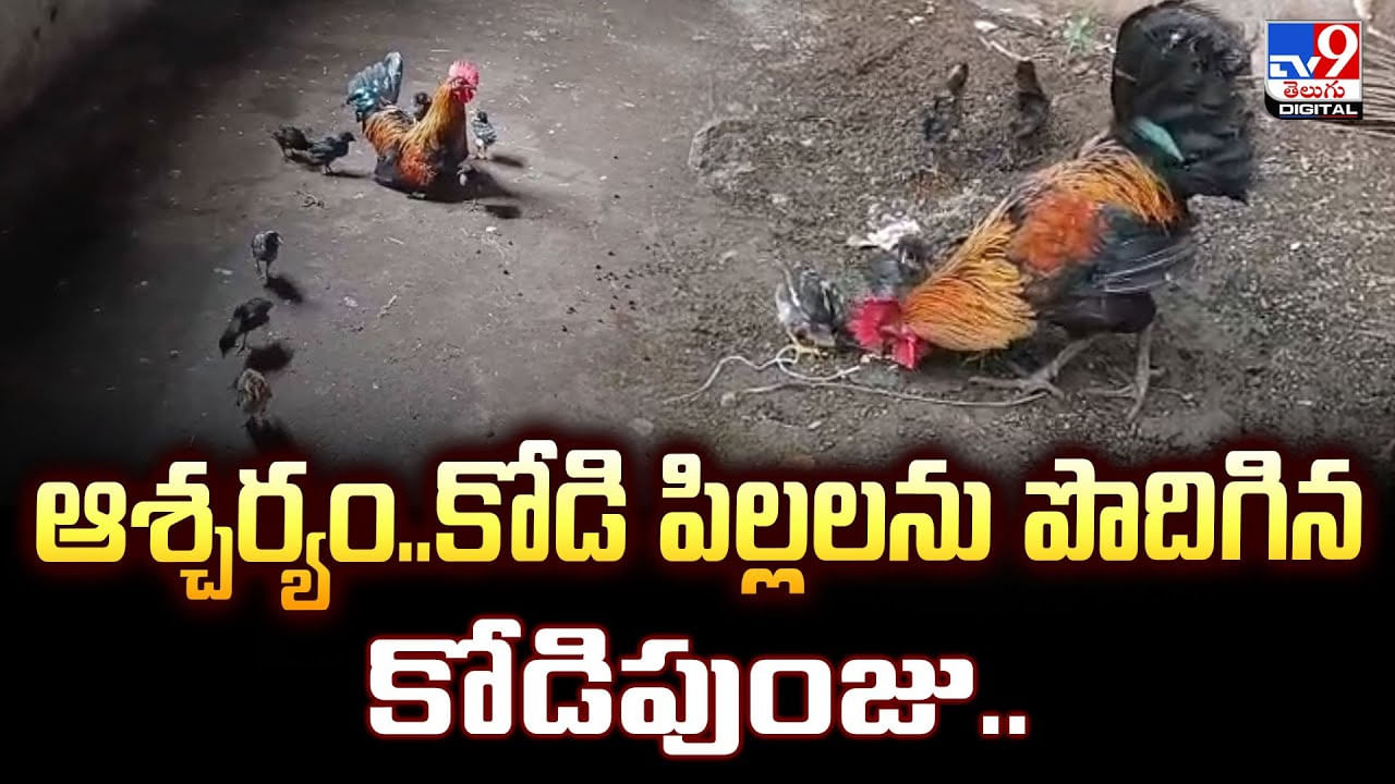 ఆశ్చర్యం..కోడి పిల్లలను పొదిగిన కోడిపుంజు