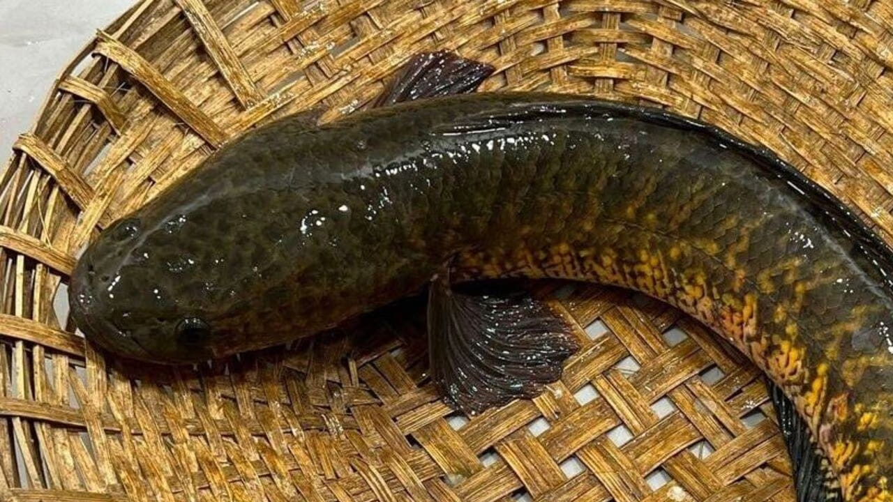 ప్రస్తుతం చాలా మంది మటన్, చికెన్ వదిలి చేపలు తినడానికే ఎక్కువ ఇంట్రెస్ట్ చూపిస్తున్నారు. దీంతో చేపలు తినేవారి సంఖ్య విపరీతంగా పెరుగుతుంది. అయితే చేపలు తినే వారు ఏ చేపలు తీసుకోవాలి? ఏ రకం చేపలు ఆరోగ్యానికి మంచిది అనే అన్వేషించడం కూడా ఎక్కువైపోయింది. అందుకోసమే మంచి ప్రోటీన్ ఉండి, చిన్న పిల్లల నుంచి పెద్ద వారి వరకు ఆరోగ్యాన్ని ఇచ్చే ఈ చేప గురించి తెలుసుకుందాం.