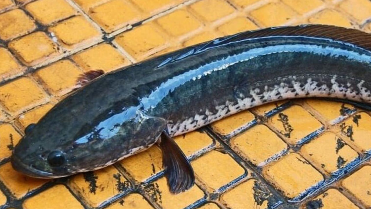 వైరల్ ఫిష్ లేదా స్నక్ హెడ్ ముర్రెల్, దీనిని కొర్రె మీను అని కూడా పిలుస్తారు. ఈ చేపలు ఆరోగ్యానికి చాలా మంచిదంట. చిత్తడి ప్రాంతాల్లో ఎక్కువగా లభిస్తుంది. నీరు లేకున్నా, ఎక్కువ కాలం భూమిపై జీవిస్తుంది ఈ రకం చేపలు.