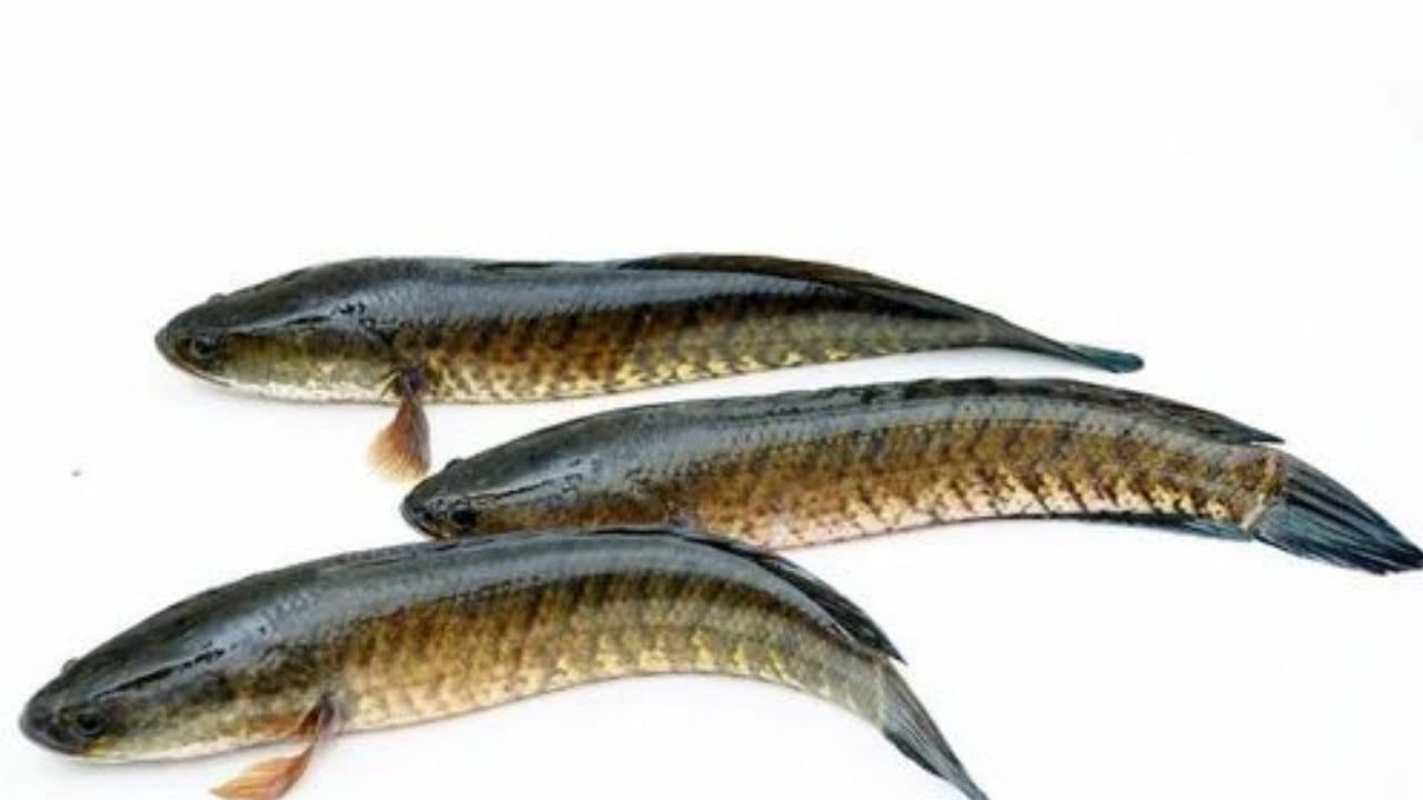 ఈ రకం చేపల్లో ముళ్లు, ఎముకలు ఉండవు. ఇది ఎక్కువగా డెల్టా జిల్లాల్లో కనిపిస్తుంది. దీనికి మార్కెట్‌లో చాలా డిమాండ్ ఉంటుంది. కాబట్టి అత్యధిక ధర పెట్టి ఈ రకం చేపలను కొనడానికి ఎక్కువ ఆసక్తి చూపుతుంటారు. ఎందుకంటే? దీనినిలో అనేక పోషకాలు ఉంటాయి.