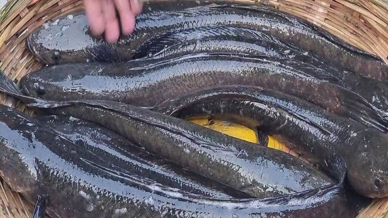 ఈ రకం చేపలు ప్రోటీన్ మూలం. ఇందులో ఒమేగా 3, కొవ్వు ఆమ్లాలు, విటమిన్స్, కాల్షియం, భాస్వరం, ఐరన్ , సెలీనియం , పొటాషియం వంటి ఎన్నో ముఖ్యమైన ఖనిజాలు పుష్కలంగా ఉంటాయి. అందువలన దీనిని తినడం ఆరోగ్యానికి చాలా మంచిదంటారు ఆరోగ్య నిపుణులు. ఇందులో ఉండే అధిక ప్రోటీన్ కారణంగా ఇది కండరాల పెరుగుదలకు ఎంతగానో సహాయపడుతుంది.