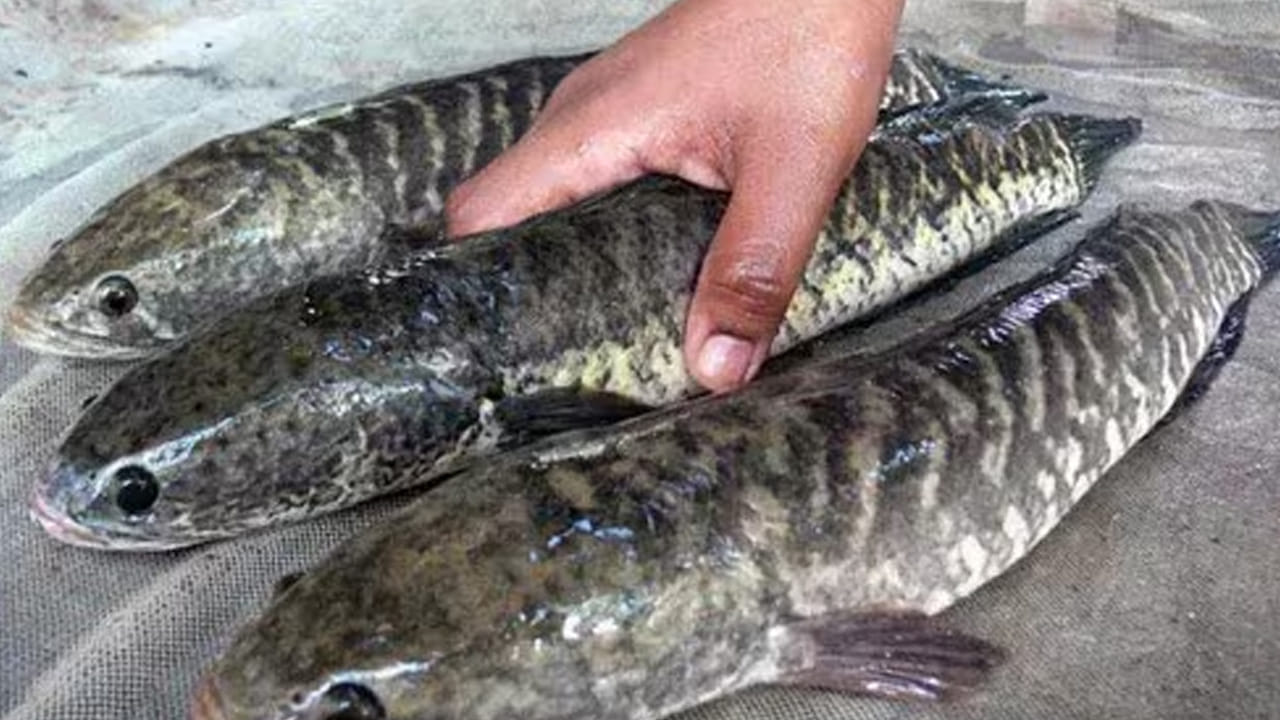 అదేవి విధంగా ఈ చేపలో కాల్షియం అధికంగా ఉంటుంది. అందువలన ఇది ఎముకలను దృఢంగా తయారు చేస్తుంది.  ఇందులోని ఒమేగా 3 కొవ్వు ఆమ్లాలు గుండె ఆరోగ్యాన్ని కాపాడుతాయి, రక్తపోటును నియంత్రణలో ఉంచుతాయి. 