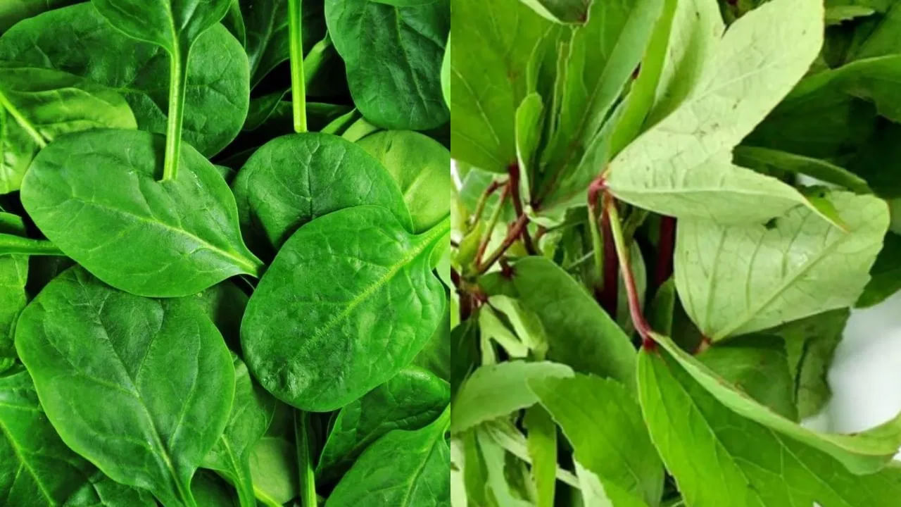 పాలకూర, గోంగూర వంటి ఆకుకూరల్లో ఐరన్, విటమిన్ A, C, ఫోలేట్ లాంటి ముఖ్యమైన పోషకాలు ఉంటాయి. ఇవి జుట్టు రాలకుండా కొత్తగా పెరిగేలా చేస్తాయి. ఓట్స్‌లో పిండిపదార్థాలు, ఐరన్, జింక్, ఒమెగా-6 ఫ్యాటీ యాసిడ్లు పుష్కలంగా ఉంటాయి. ఇవి జుట్టు పోషణకు అవసరమైన ముఖ్యమైన మూలకాలు. రోజూ ఓట్స్ తింటే జుట్టు బలంగా పెరుగుతుంది.