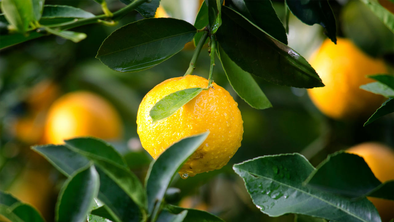 నిమ్మకాయ ఆరోగ్యానికి చాలా మేలు చేస్తుంది. నిమ్మలో పోషకాలు పుష్కలంగా ఉంటాయి. చాలా మందికి నిమ్మకాయ లేకుంటే వారి భోజనం అసంపూర్ణంగా అనిపిస్తుంది. నిమ్మకాయలో విటమిన్ సి, యాంటీఆక్సిడెంట్లు, నిర్విషీకరణ లక్షణాలు ఉంటాయి. 