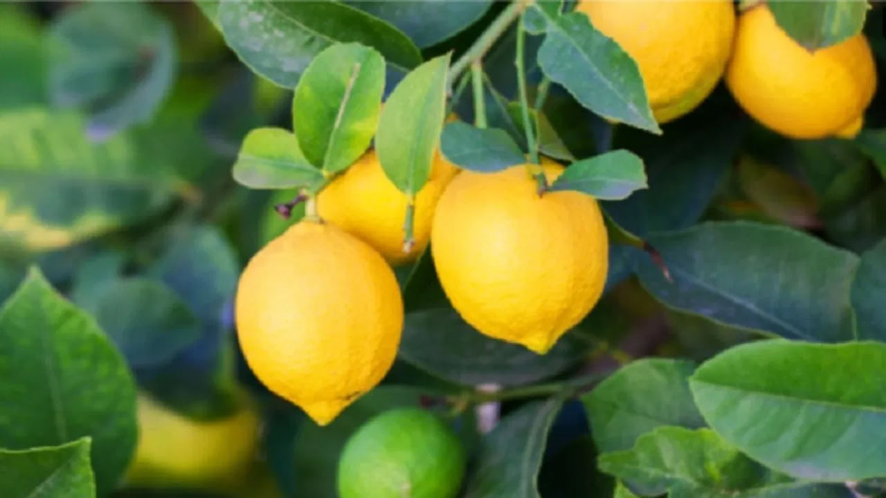 చర్మ ఆరోగ్యాన్నికి: నిమ్మకాయలోని విటమిన్ సి, యాంటీఆక్సిడెంట్లు చర్మ సమస్యలను దూరం చేస్తాయి. ఇవి ఫ్రీ రాడికల్స్‌తో పోరాడతాయి, మొటిమలను తగ్గిస్తాయి. చర్మానికి కీలకమైన కొల్లాజెన్ ఉత్పత్తిని పెంచుతాయి. ఫలితంగా మీ చర్మం మరింత ఆరోగ్యంగా, మెరిసేలా మారుతుంది.
