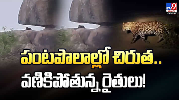 పంటపొలాల్లో చిరుత.. వణికిపోతున్న రైతులు పంటపొలాల్లో చిరుత.. వణికిపోతున్న రైతులు