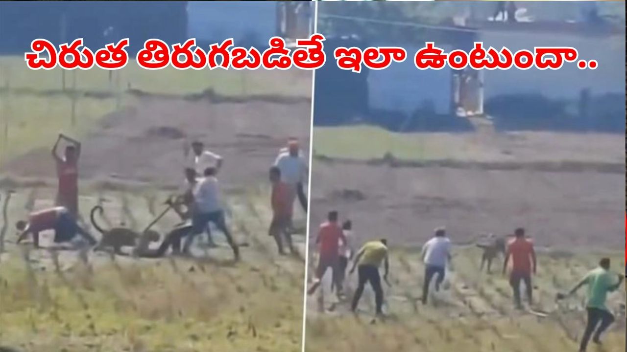 Watch Video: అయ్యో పాపం.. దారి తప్పి వచ్చిన చిరుత.. గ్రామస్తులంతా కలిసి ఏం చేశారో చూడండి..