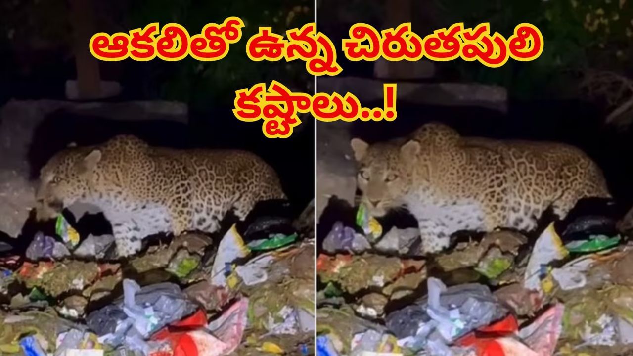 Viral Video: అయ్యో పాపం.. ఆకలితో ఉన్న చిరుతపులి.. వీధి కుక్కలా కష్టపడుతోంది..! షాకింగ్ వీడియో వైరల్