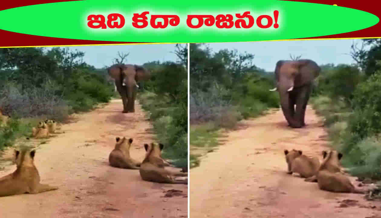 ఏనుగు దెబ్బకు సుస్సు పోసుకున్న సింహాలు.. పత్తా లేకుండా పరార్..!