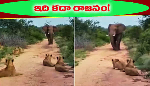 ఏనుగు దెబ్బకు సుస్సు పోసుకున్న సింహాలు.. పత్తా లేకుండా పరార్..!
