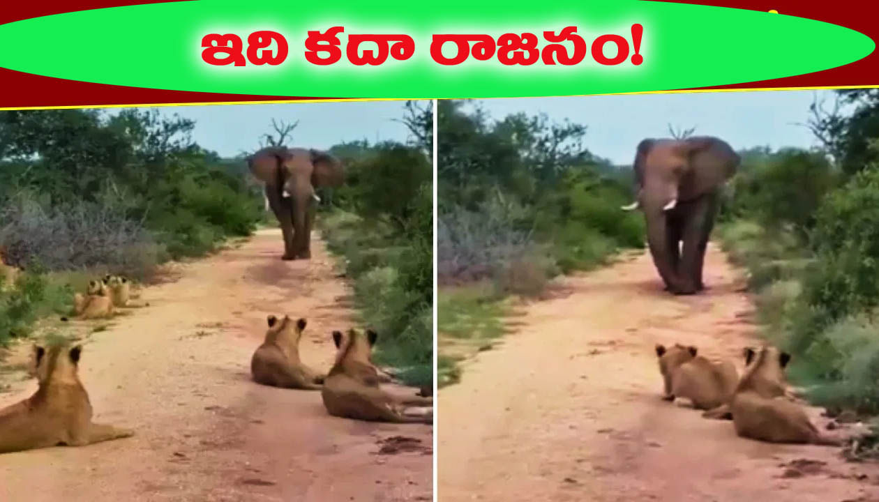 ఏనుగు దెబ్బకు సుస్సు పోసుకున్న సింహాలు.. పత్తా లేకుండా పరార్..!