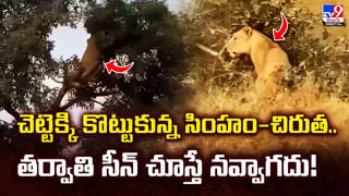 సడెన్‌గా బ్లూ కలర్‌లోకి మారిన వీధికుక్కలు.. ఎక్కడంటే ??