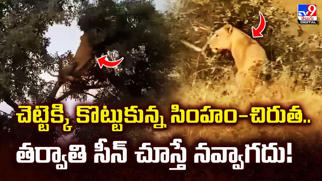 చెట్టెక్కి కొట్టుకున్న సింహం-చిరుత.. తర్వాతి సీన్ చూస్తే నవ్వాగదు చెట్టెక్కి కొట్టుకున్న సింహం-చిరుత.. తర్వాతి సీన్ చూస్తే నవ్వాగదు