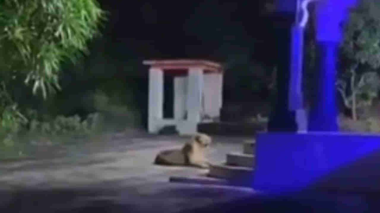 Viral Video: ఇది చూడటం మిస్ కావొద్దు..గుడికి కాపాలా కాస్తున్న సింహం... నెట్టింట వైరల్ అవుతున్న అద్భుత దృశ్యం