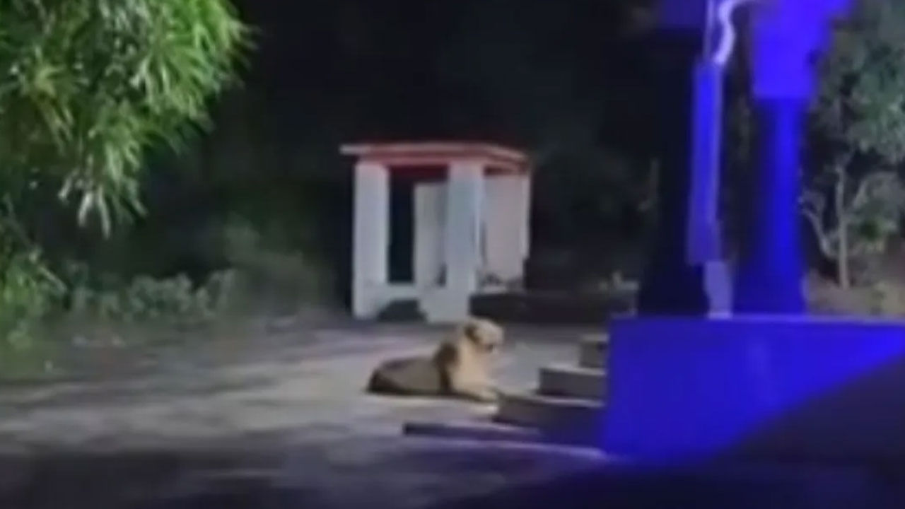 Viral Video: ఇది చూడటం మిస్ కావొద్దు..గుడికి కాపాలా కాస్తున్న సింహం... నెట్టింట వైరల్ అవుతున్న అద్భుత దృశ్యం