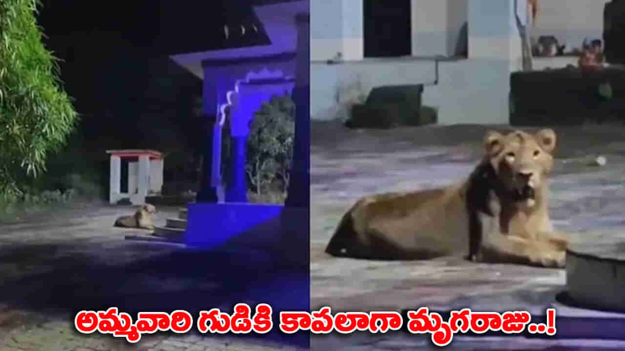 బిడ్డా జర చూస్కో.! గుడికి కాపలాగా సింహం.. తేడా వస్తే దబిడి దిబిడే!