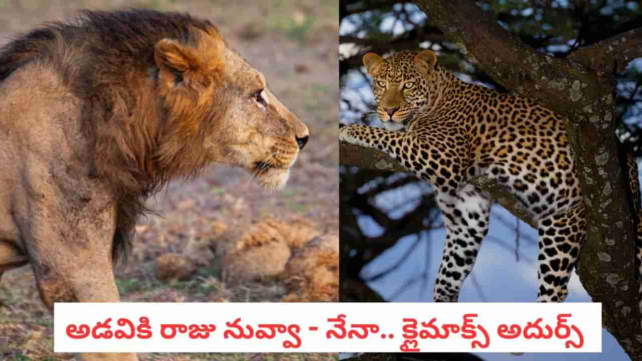 Lion Vs Leopard: ఆధిపత్యం కోసం ఏకంగా సింహంతోనే.. రసవత్తరమైన పోరాటం.. వీడియో వైరల్