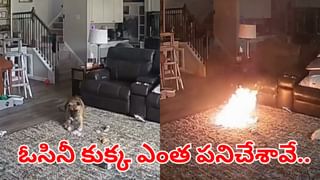 Viral Video: డబ్బుల హుండీ నిండిందని ఆశగా పగలగొట్టింది.. లోపల కనిపించింది చూడగా