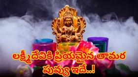 లక్ష్మీదేవికి తామర పూలను ఎందుకు సమర్పిస్తారు..? పండితులు చెప్పేది
