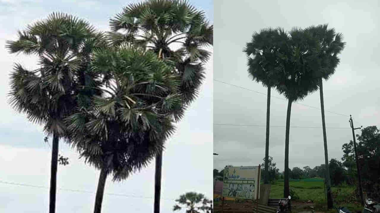 Andhra Pradesh: లవ్ సింబల్ లా తాటి చెట్లు.. పల్లెలో ప్రకృతి గీచిన చిత్రం..