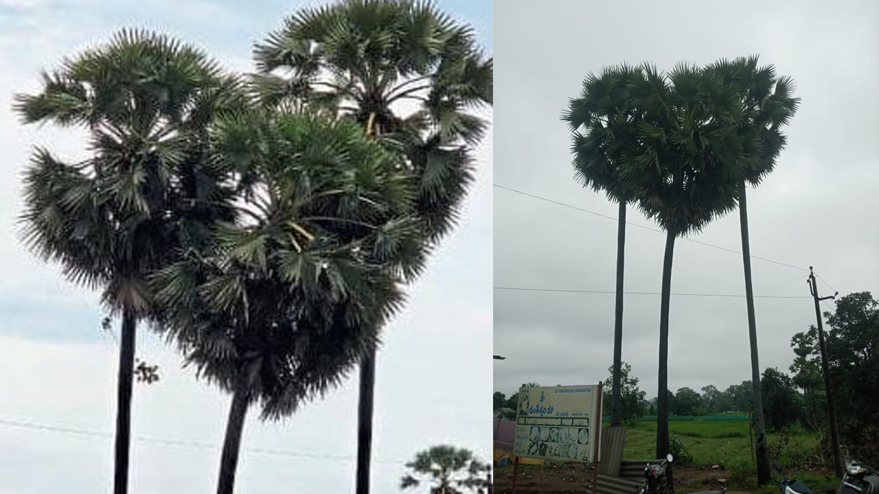 Andhra Pradesh: లవ్ సింబల్ లా తాటి చెట్లు.. పల్లెలో ప్రకృతి గీచిన చిత్రం..